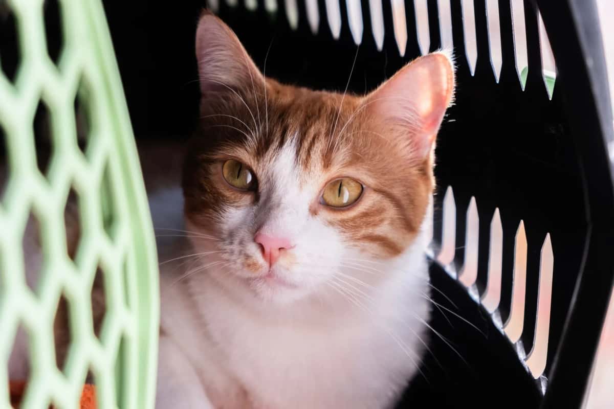 Chat roux et blanc dans sa caisse de transport ouverte