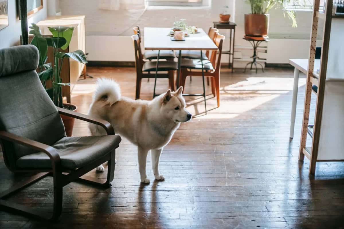 Chien au pelage clair debout dans le séjour d'un appartement meublé