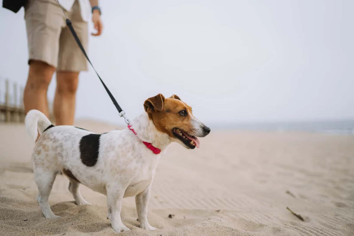 Chien tenu en laisse sur une plage de sable clair