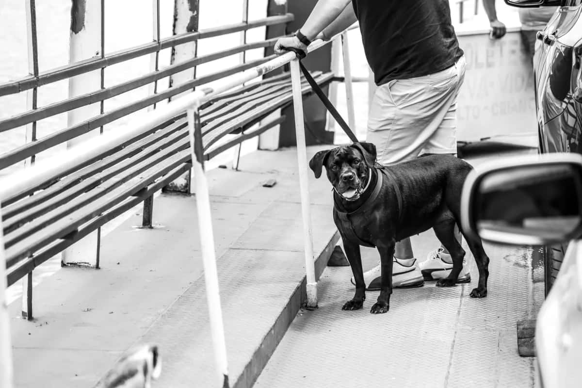 Chien noir tenu en laisse sur le pont d'un ferry, entre la rambarde et les voitures