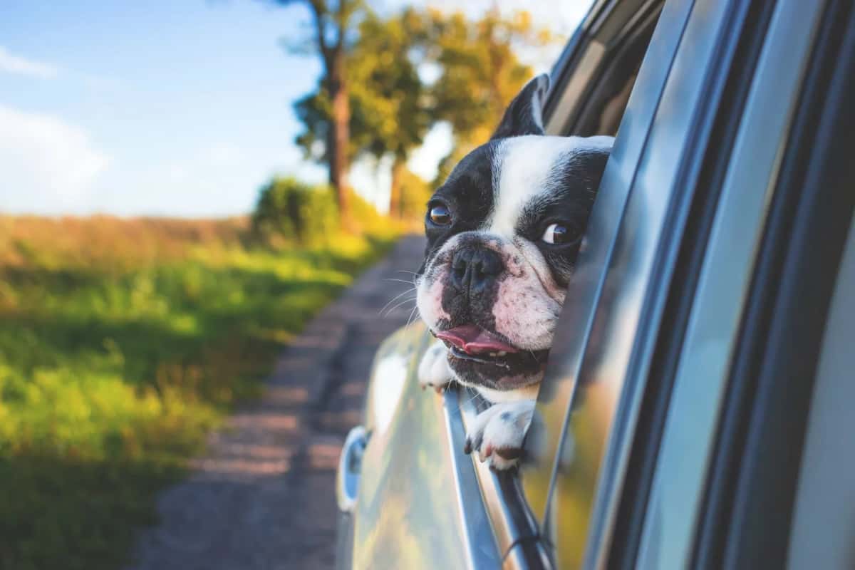 Bouledogue qui passe la tête par la fenêtre d'une voiture sur une route de campagne