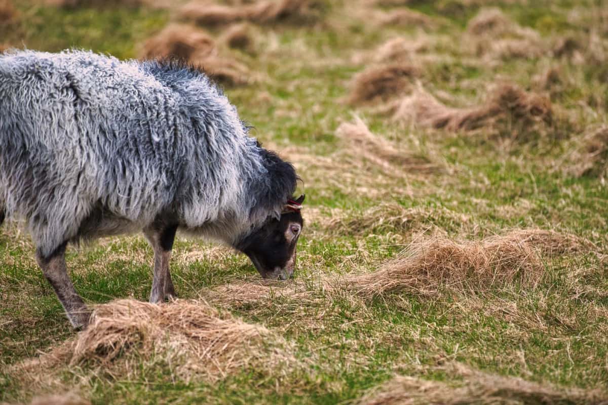 Mouton broutant dans une lande d'herbe rase
