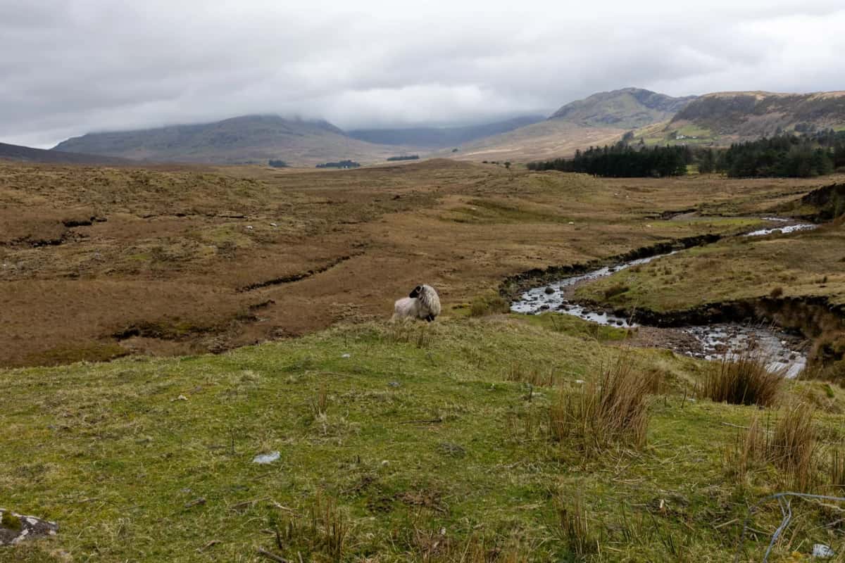 Mouton en liberté au bord d'un ruisseau dans une tourbière de montagne