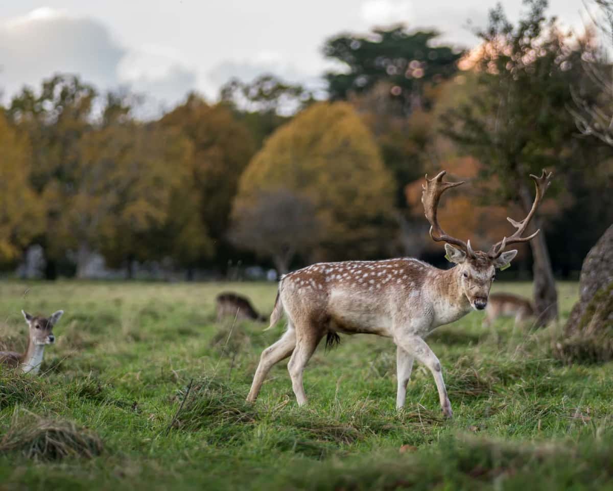 Daim aux bois larges marchant dans l'herbe de Phoenix Park à Dublin en automne